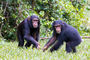 junge Schimpansen