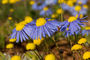 Frühjahrsblumen im Namaqualand