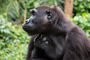 Gorilla im Mfou National Park