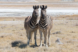 neugierige Zebras