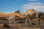 Kamele im Swakop Rivier
