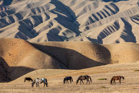 Pferde findet man auf jeder Weide in Kirgisistan
