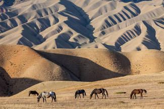 Bergwelt am Song Köl mit den für Kirgisistan so typischen Pferden
