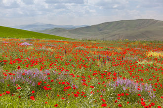 Blumenwiesen begleiten uns durch Anatolien