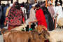 auf dem Tiermarkt in Nizwa