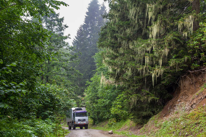 Piste durch einen Märchenwald auf den Zekari-Pass