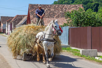 Pferdegespanne gehören zum normalen Straßenbild