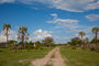 Palmenweg im Buschmannland Botswanas