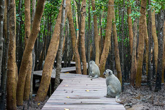 Affen im Mangrovenwald