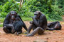 Schimpansen im Mfou National Park
