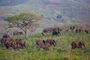Elefanten im Hluhluwe National Park