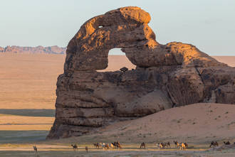 Kamele ziehen durch die Wüsten des Arnan Gebirges