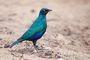 Grünschwanz-Glanzstar / Lamprotornis chalybaeus / Greater blue-eared glossy-starling