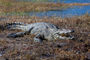 mächtige Krokodile lauern am Ufer des Chobe