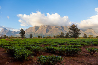 Das Mulanje Bergmassiv ist 3000 Meter hoch