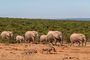 Elefanten im Addo Elephant National Park auf dem Weg zum Wasserloch