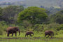 Elefanten im Hluhluwe Nationalpark