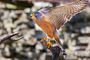 Turmfalke / Falco tinnunculus rupicolus / Rock kestrel