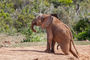 junger Elefant im Addo Elephant Park