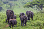 Elefanten im Hluhluwe Nationalpark