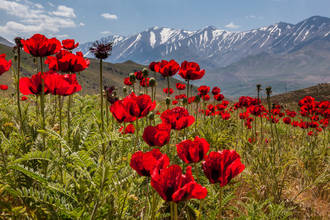 leuchtend rote Mohnblumen in der Damavand-Region