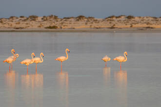 Vogelbeobachtungen in der Lagune Khawr Shumayr