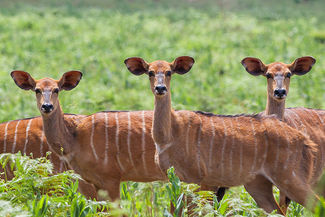 Nyala-Kühe