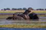 unzählige Hippos im Chobe River