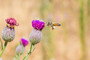 Biene im Anflug auf eine Blüte