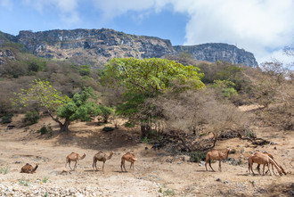 Typische Landschaft mit den allgegenwärtigen Kamelen im Westen Salalahs