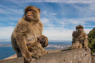 Berberaffen auf dem Affenfelsen von Gibraltar