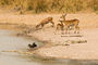 Schirrantilope und Kob-Antilope mit Krokodilen am Wasser