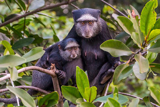 Affenmutter mit ihrem Kleinen