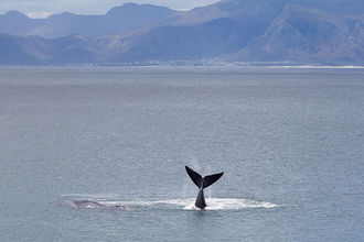 Wal-Beobachtung in der Bucht von De Kelders
