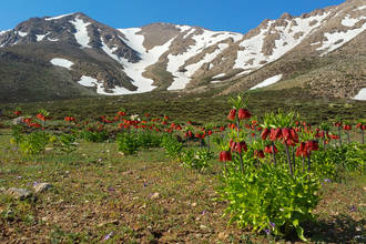 Blumenmeer am Kuh-e Kalar