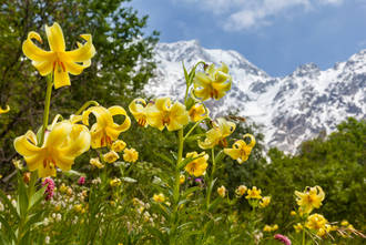 Ein Lilienfeld am Rande der Gletscher