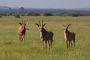 Pferdeantilopen / Roan antelope / Hippotragus equinus