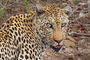 Leopard - ein ganz besonderer Augenblick
