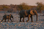 Elefanten im letzten Abendlicht