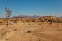 Köcherbäume bei der Blutkuppe im Namib Naukluft Park