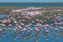 große Flamingokolonie