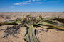 Welwitschia mirabilis im Namib Naukluft Park