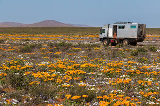 Blumenpracht im Namaqualand