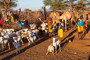 Samburu Hof - die Tiere kommen nach Haus