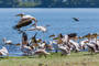 Viele Pelikane und andere Wasservögel tummeln sich am See