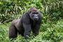 Gorilla im Mfou National Park