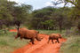 Nashorn-Mutter mit Jungem