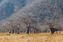 bizarre Baobabs in den Udzungwa Mountains