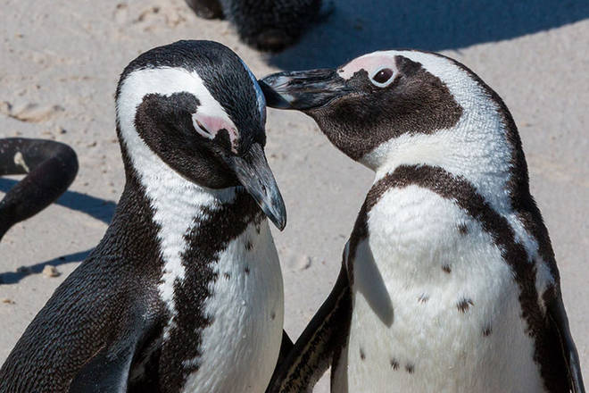 kuschlige Pinguine
