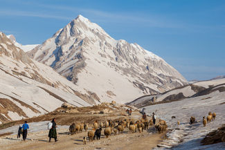 Nomaden treiben ihre Tiere über winterliche Pässe